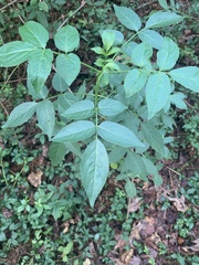 Sambucus canadensis