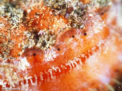 Bractechlamys corallinoides