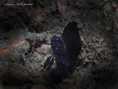 Emblemaria pandionis