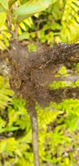 Frullania aculeata