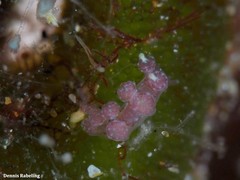 Hancockia uncinata