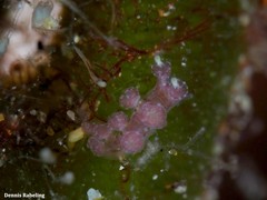 Hancockia uncinata
