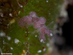 Hancockia uncinata