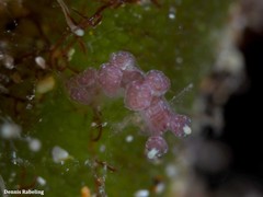 Hancockia uncinata