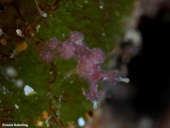 Hancockia uncinata