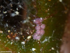 Hancockia uncinata