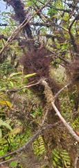 Frullania aculeata