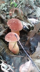 Xerocomus sclerotiorum