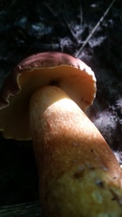 Xerocomus sclerotiorum