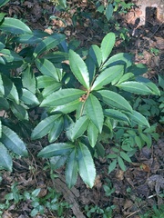 Ardisia crenata