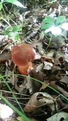 Xerocomus sclerotiorum