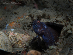 Emblemaria pandionis