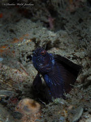 Emblemaria pandionis