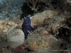 Emblemaria pandionis