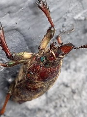 Sphaenognathus feisthamelii