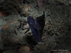 Emblemaria pandionis