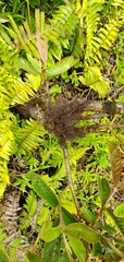 Frullania aculeata