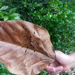 Trichonephila clavipes