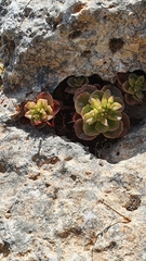Phedimus stellatus