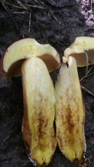 Xerocomus sclerotiorum