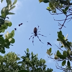 Trichonephila clavipes