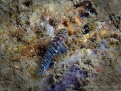 Tigrigobius macrodon