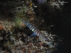 Tigrigobius macrodon