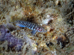 Tigrigobius macrodon