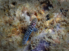 Tigrigobius macrodon