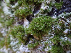 Zygodon viridissimus