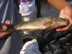 Serranochromis