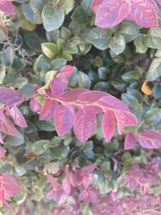 Loropetalum
