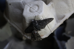 Biston betularia carbonaria