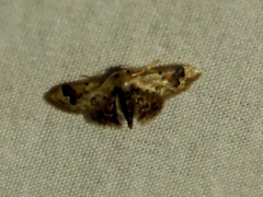 Idaea asceta