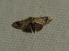 Idaea asceta
