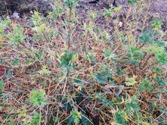 Astragalus armatus numidicus