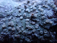 Pertusaria subambigens