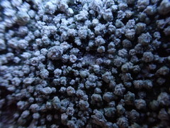 Pertusaria subambigens