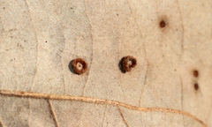Neuroterus umbilicatus