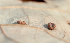 Neuroterus umbilicatus