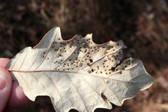 Neuroterus umbilicatus