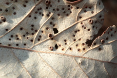 Neuroterus umbilicatus