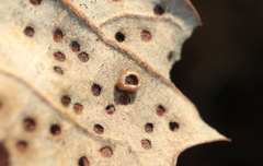 Neuroterus umbilicatus