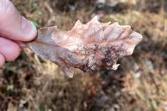Neuroterus umbilicatus