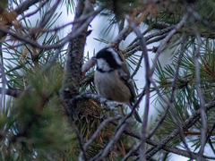 Periparus ater michalowskii