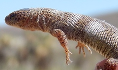 Xantusia vigilis