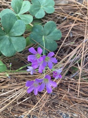 Oxalis debilis