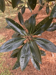 Magnolia grandiflora