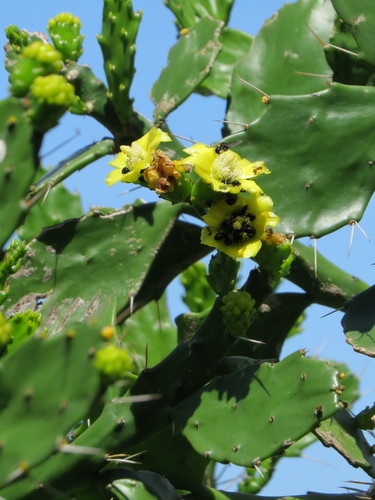 Brasiliopuntia brasiliensis