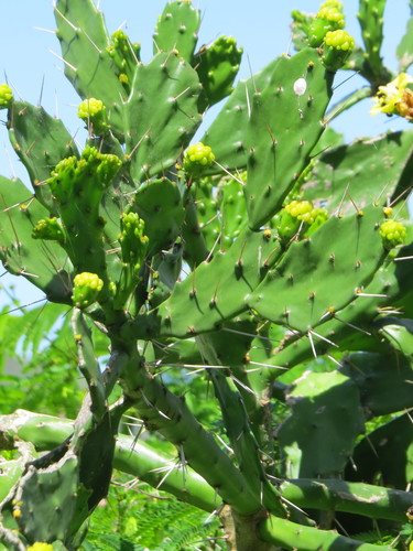 Brasiliopuntia brasiliensis